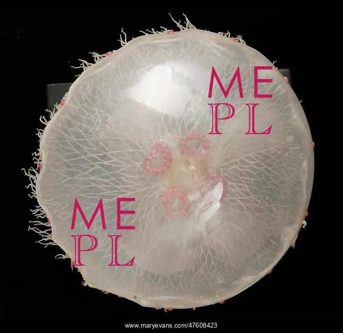 : Aurelia aurita, jellyfish model : Aurelia aurita, jellyfish model