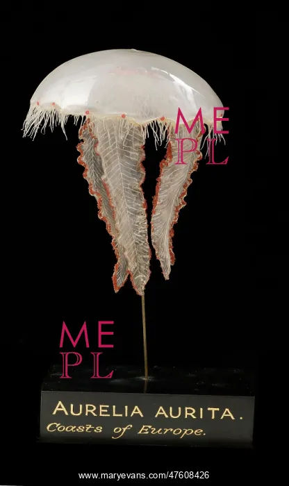 : Aurelia aurita, jellyfish model : Aurelia aurita, jellyfish model