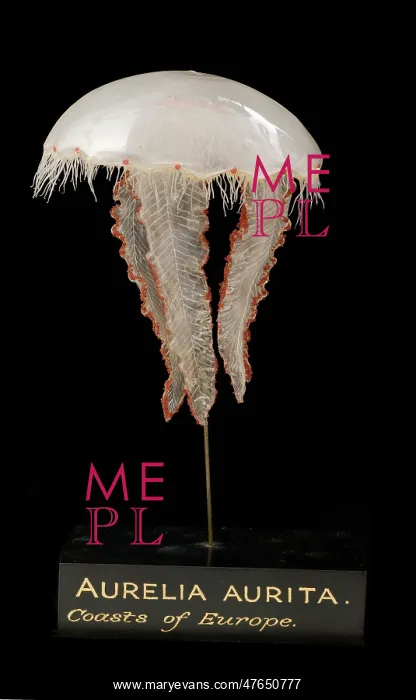 : Aurelia aurita, jellyfish model : Aurelia aurita, jellyfish model