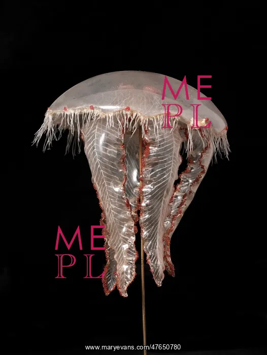 : Aurelia aurita, jellyfish model : Aurelia aurita, jellyfish model