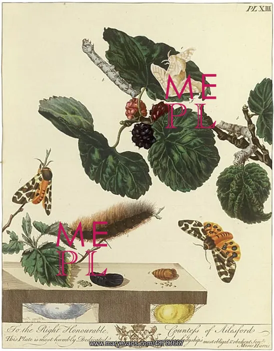 : The Aurelian, plate 13 : The Aurelian, plate 13