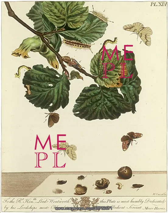 : The Aurelian, plate 14 : The Aurelian, plate 14