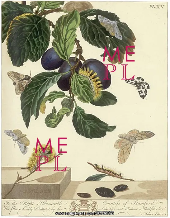 : The Aurelian, plate 15 : The Aurelian, plate 15