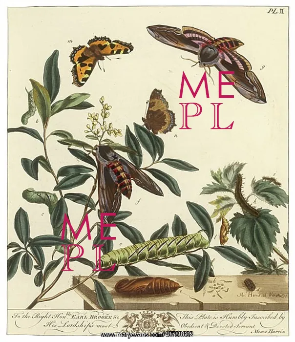 : The Aurelian, plate 2 : The Aurelian, plate 2