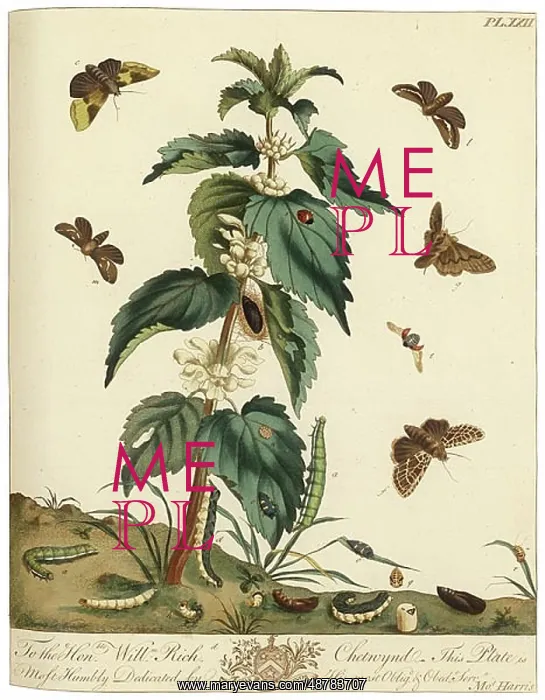 : The Aurelian, plate 22 : The Aurelian, plate 22