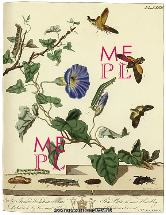 : The Aurelian, plate 24 : The Aurelian, plate 24