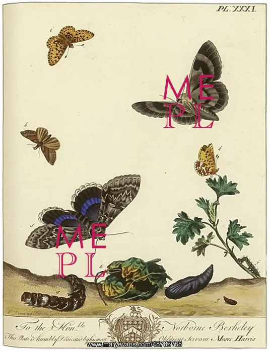 : The Aurelian, plate 31 : The Aurelian, plate 31