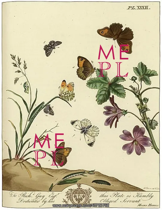  : The Aurelian, plate 32