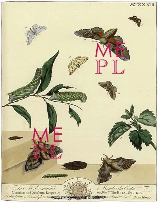 : The Aurelian, plate 33 : The Aurelian, plate 33