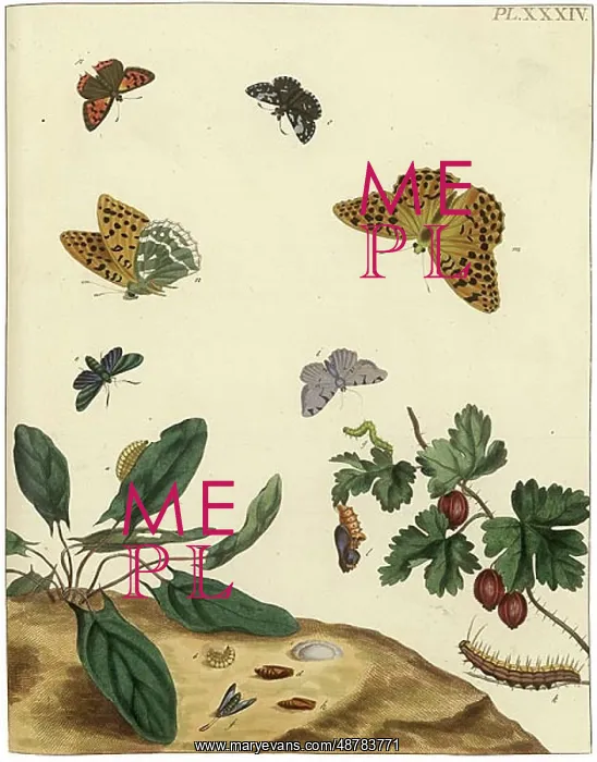 : The Aurelian, plate 34 : The Aurelian, plate 34
