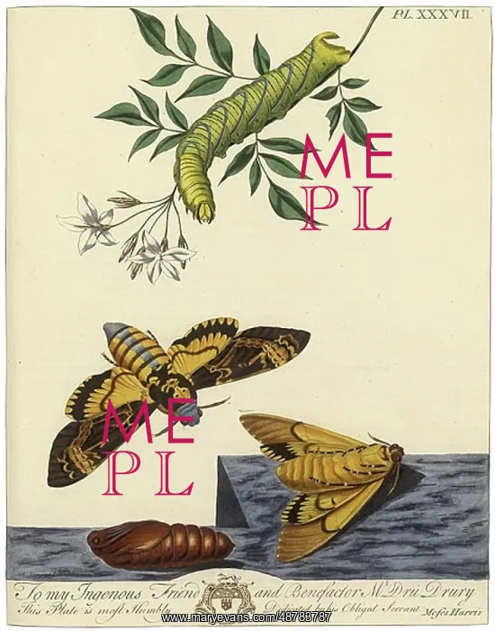 : The Aurelian, plate 37 : The Aurelian, plate 37