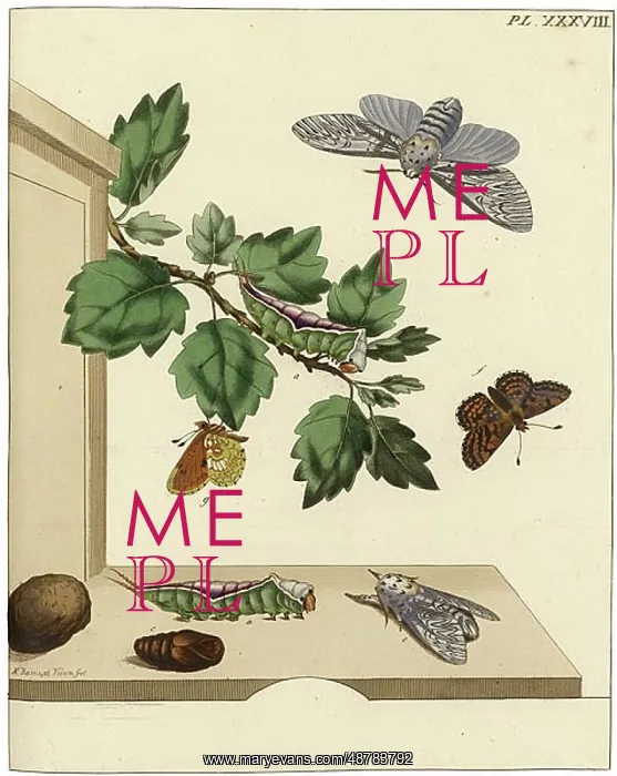 : The Aurelian, plate 38 : The Aurelian, plate 38