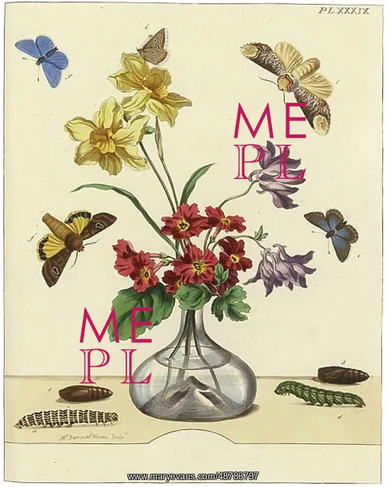 : The Aurelian, plate 39 : The Aurelian, plate 39
