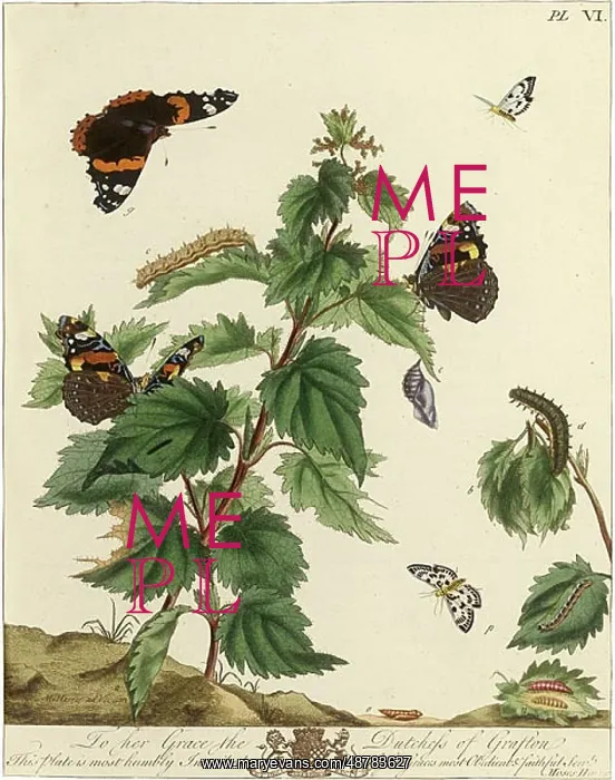 : The Aurelian, plate 6 : The Aurelian, plate 6