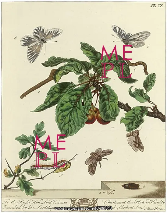 : The Aurelian, plate 9 : The Aurelian, plate 9