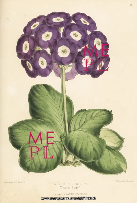 : Auricula Charles Perry hybrid : Auricula Charles Perry hybrid