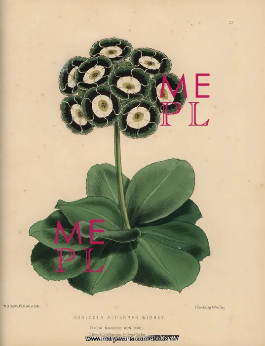 : Auricula with green, black and white rosette : Auricula with green, black and white rosette