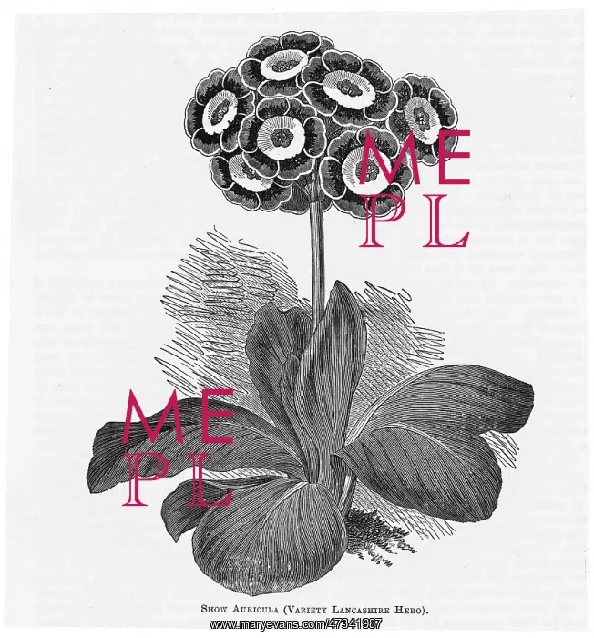  : AURICULA LANCASHIRE HERO