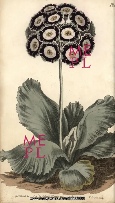 : Auricula, Primula auricula : Auricula, Primula auricula