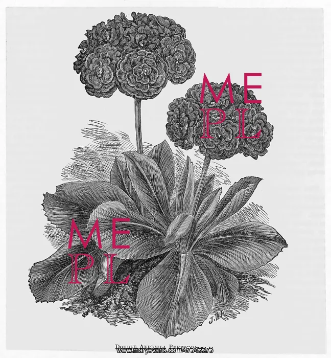  : AURICULA PURPUREA