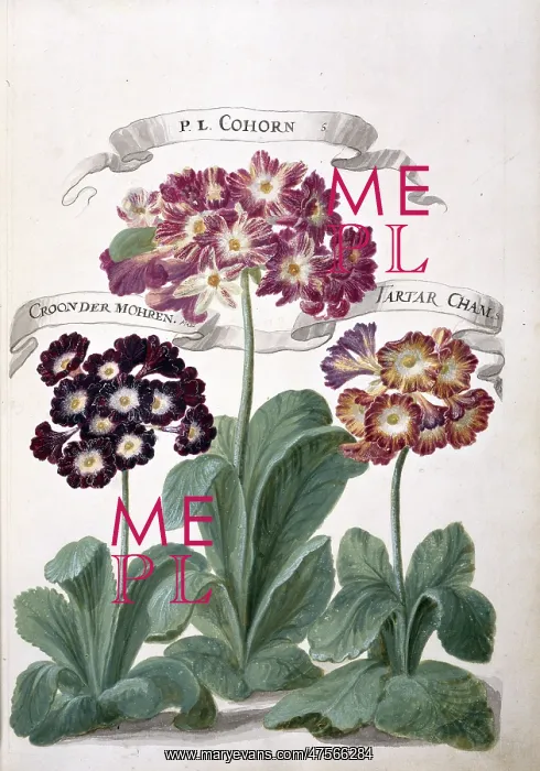 : Auricula sp : Auricula sp