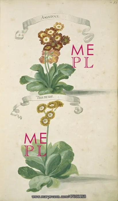 : Auricula sp. primrose : Auricula sp. primrose