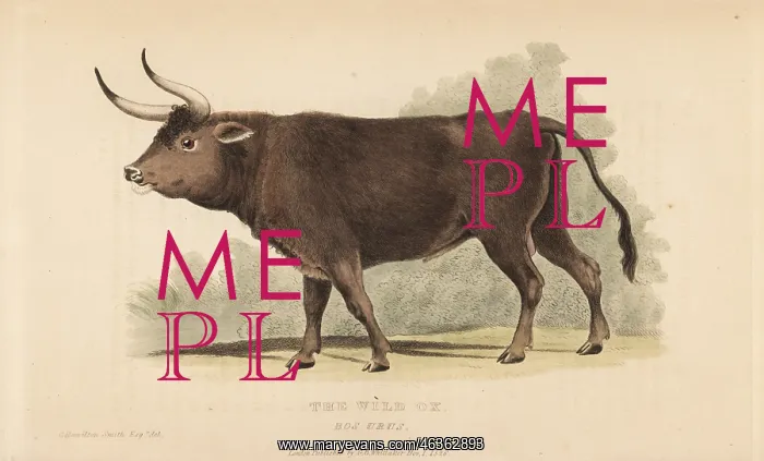 : Aurochs, Bos primigenius. Extinct : Aurochs, Bos primigenius. Extinct