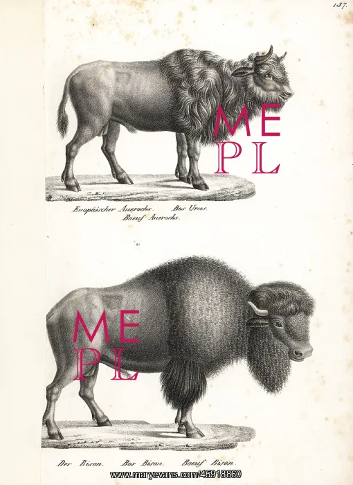 : Aurochs (extinct) and American bison : Aurochs (extinct) and American bison