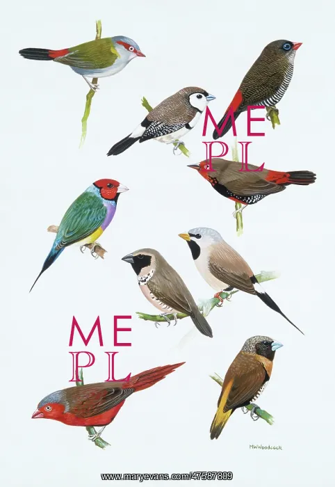 : Austalian estrildid finches : Austalian estrildid finches