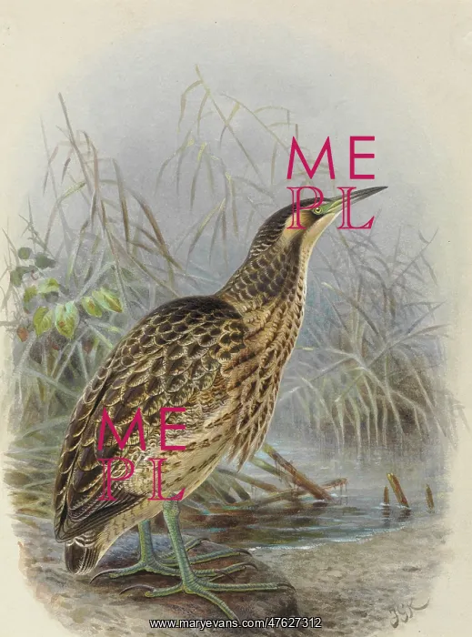 : Australasian Bittern Matuku Hrepo : Australasian Bittern Matuku Hrepo