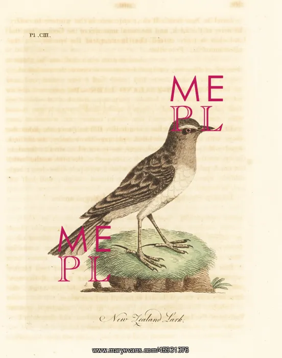 : Australasian pipit, Anthus novaeseelandiae : Australasian pipit, Anthus novaeseelandiae