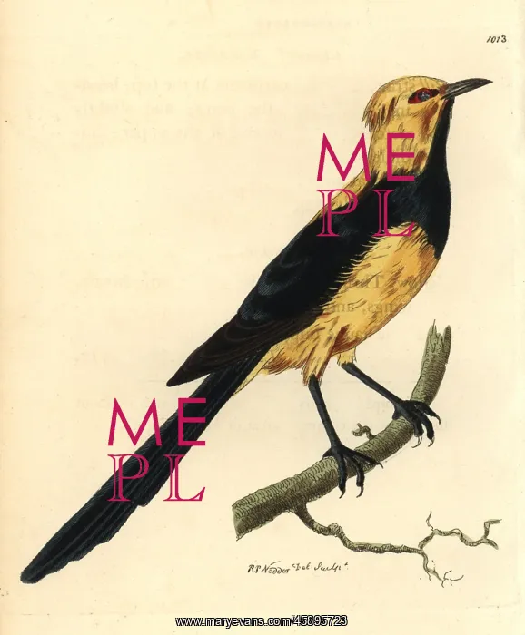 : Australasian thrush from Shaw and Nodder's : Australasian thrush from Shaw and Nodder's