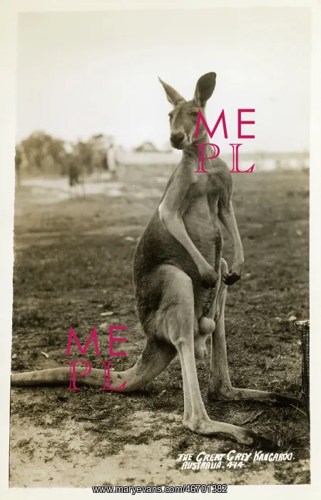 : Australia - Great Grey Kangaroo