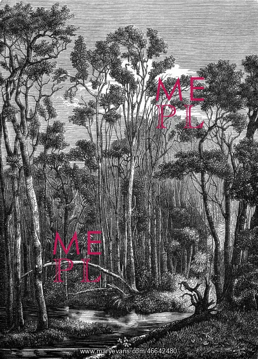 : Australia, landscape, forest, eucalyptus forest : Australia, landscape, forest, eucalyptus forest
