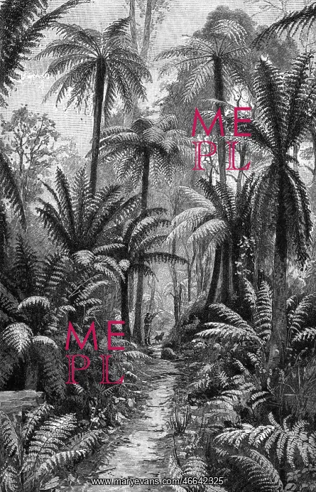 : Australia, landscape, forest, fern forest, illustration : Australia, landscape, forest, fern forest, illustration