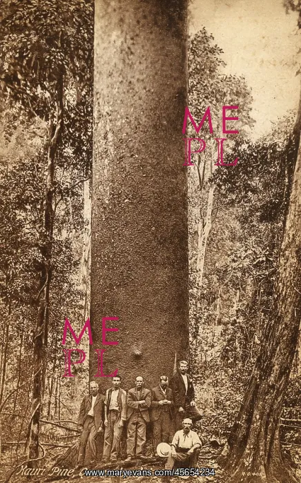  : Australia - Mauri Pine, Queensland