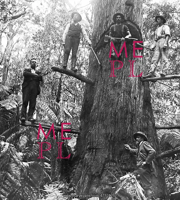 : Australia Tree Felling Victorian period : Australia Tree Felling Victorian period