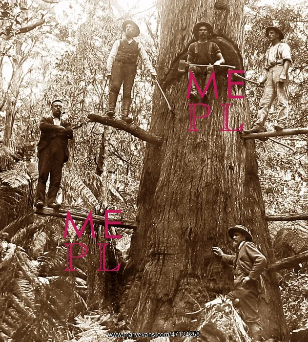 : Australia Tree Felling Victorian period : Australia Tree Felling Victorian period