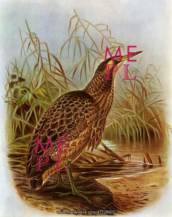 : Australian Bittern, Botarus poeciloptilus : Australian Bittern, Botarus poeciloptilus
