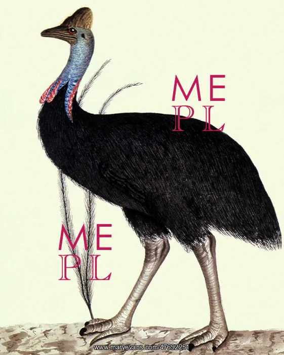  : Australian Cassowary, Casuarius casuarius