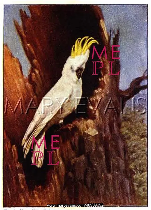 : Australian cockatoo : Australian cockatoo