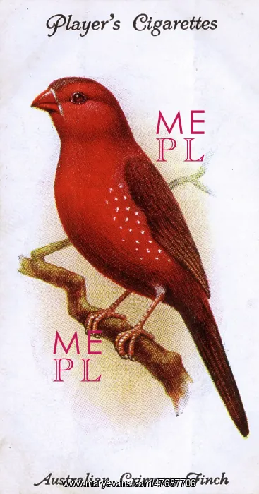  : Australian Crimson Finch