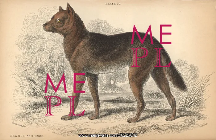 : Australian dingo, Canis lupus dingo : Australian dingo, Canis lupus dingo