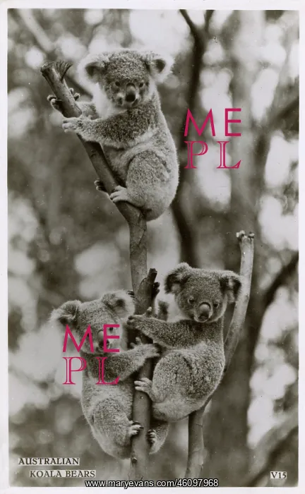  : Three Australian Koalas
