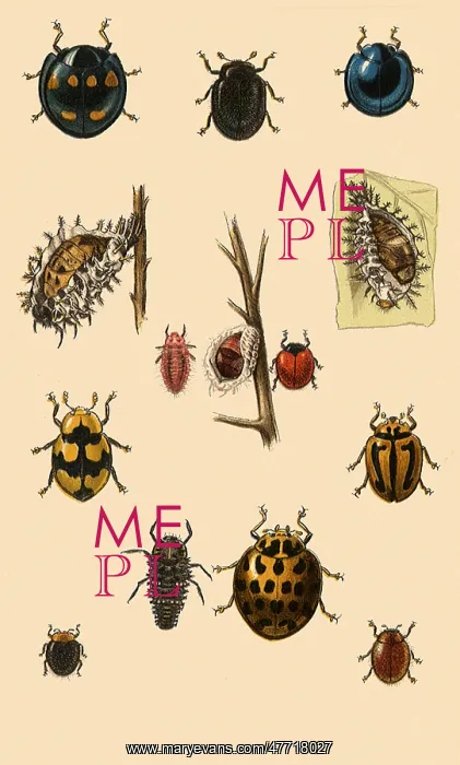 : Australian Ladybugs : Australian Ladybugs