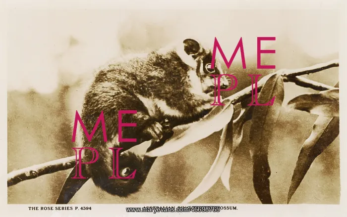 : Australian Ring-Tailed Opossum : Australian Ring-Tailed Opossum