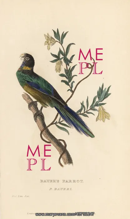 : Australian ringneck, Barnardius zonarius : Australian ringneck, Barnardius zonarius