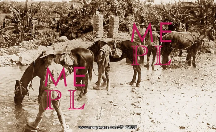  : Australian troops watering their horses during WW1