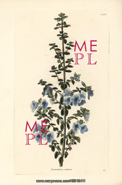: Australian violet lilac, Prostanthera violacea : Australian violet lilac, Prostanthera violacea