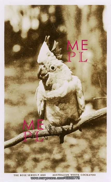  : Australian white cockatoo